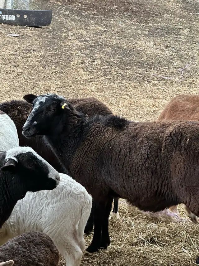 painted desert ewes  in Livestock in Vernon - Image 8