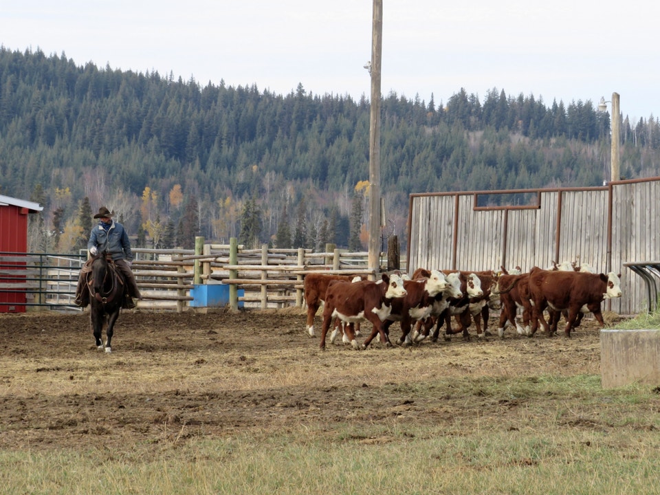 Hereford Heifer Calves | Livestock | Prince George | Free local ...