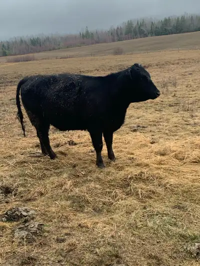 4 beef heifers, 2years old sale pending, View more