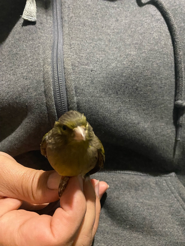 Femelle canari à vendre  dans Oiseaux à adopter  à Laval/Rive Nord - Image 3