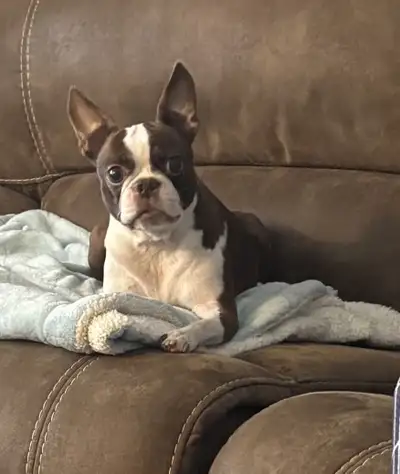 BOSTON TERRIER, View more