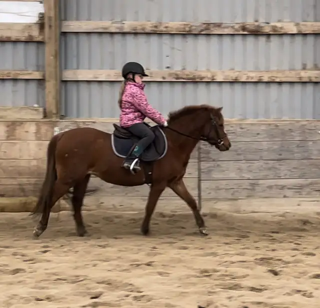 Winter Horse Camp64667464996609123