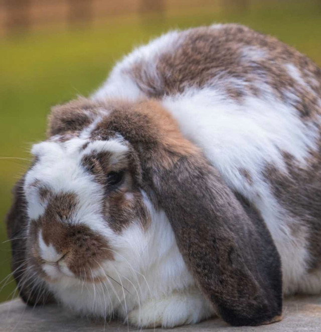 Looking for french lop buck. in Small Animals for Rehoming in Grande Prairie