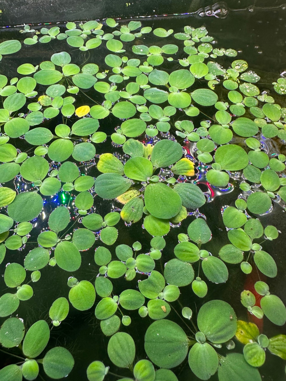 Aquarium Plants | Fish for Rehoming | Peterborough | Free local ...