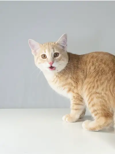 Kitten/Cat, View more