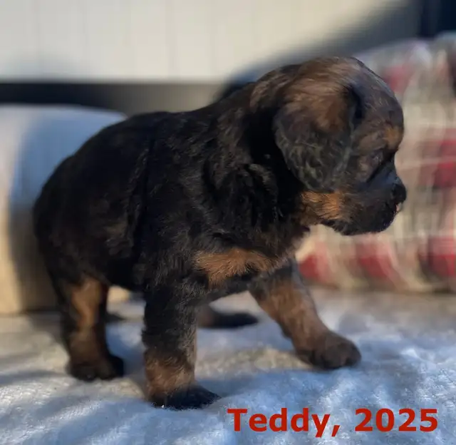 F1  tri colour hypoallergenic Bernedoodle in Dogs & Puppies for Rehoming in Calgary - Image 8