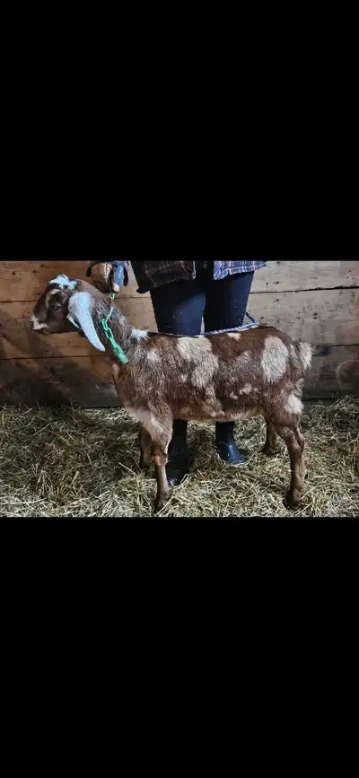 bred registered moonspotted nubian doe goats, View more