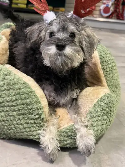 chiots schnauzer nain X bichon, View more