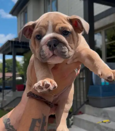 Bulldog anglais - 1 male et 1 femelle, View more