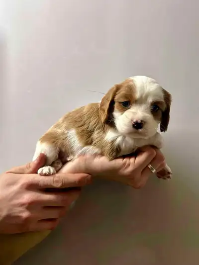 Magnifique petite portée de Cavaliers King Charles de disponibles maman pèse 9 lb et papa 12 lb éduq...