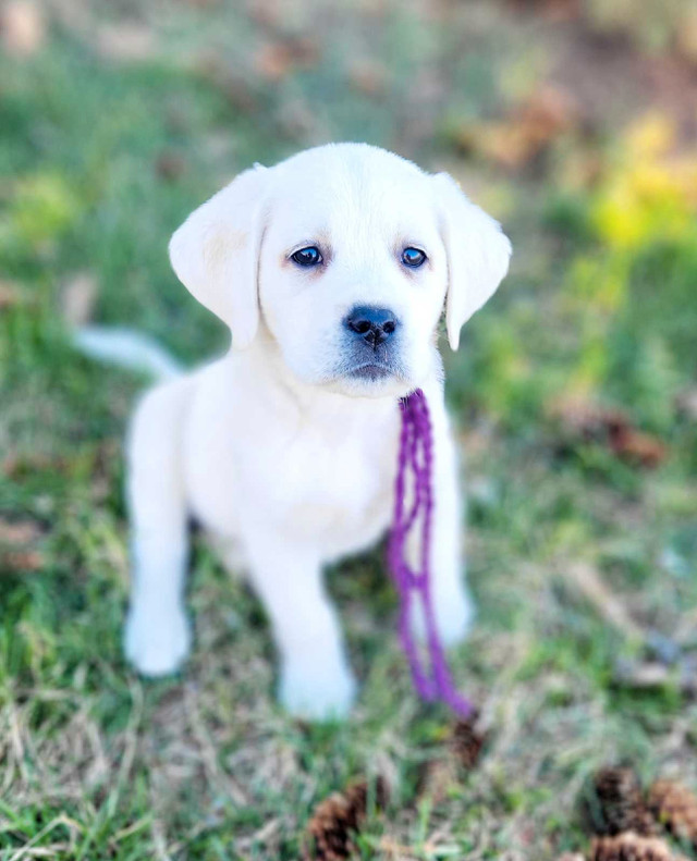Cream White  / Yellow Lab Puppies - READY TO GO!! in Dogs & Puppies for Rehoming in Edmonton