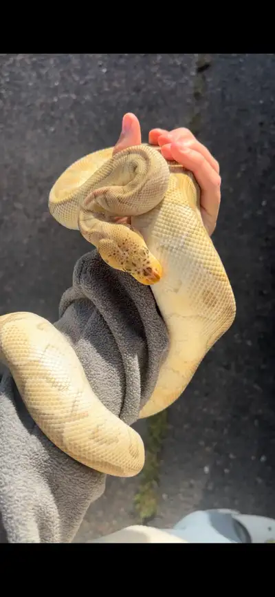 Male Ball Python , View more
