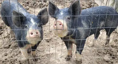 Berkshire pigs avaliable 9 month old gilts, View more