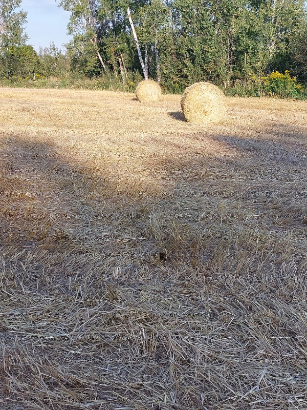 Hay  for  Sale in Livestock in Kawartha Lakes - Image 2