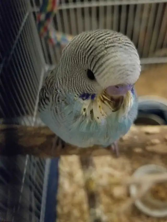 ***SOLD***Handfed Baby Budgie 0915 