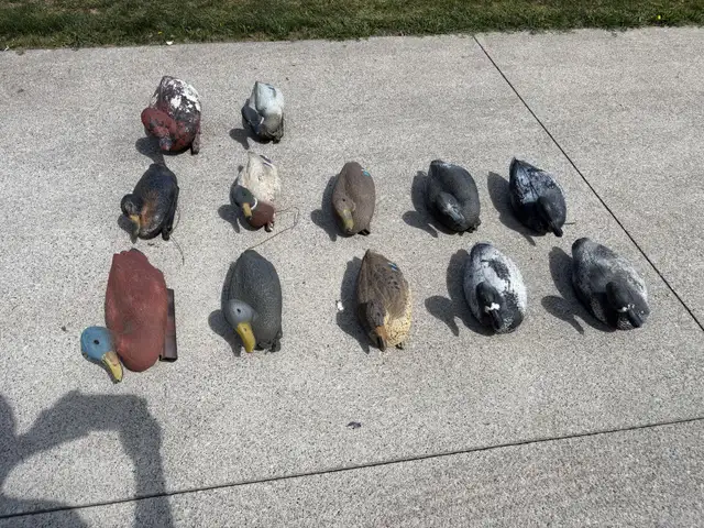 floating decoys duck in Fishing, Camping & Outdoors in Windsor Region - Image 2