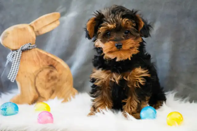 Chiots Yorkepoo in Dogs & Puppies for Rehoming in Laval / North Shore - Image 2