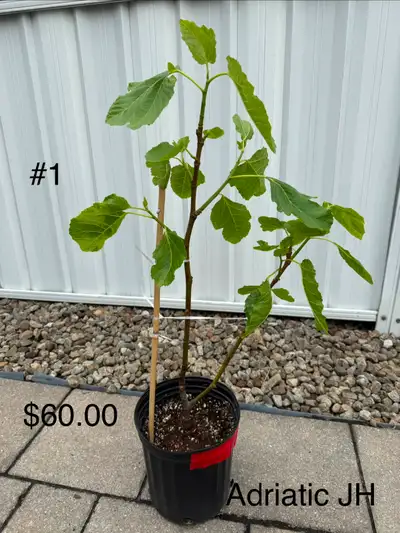Adriatic JH(Figuier) Fig Tree!, View more