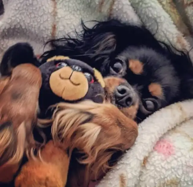 Toy Cavalier King Charles! Taking Deposits in Dogs & Puppies for Rehoming in City of Halifax - Image 6