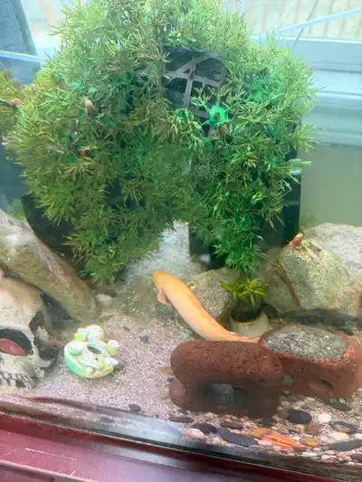 Polypterus Senegalus Bichir ($20 each Both $40), View more