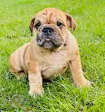 ⭐️ENGLISH BULLDOG⭐️ in Dogs & Puppies for Rehoming in Kingston - Image 5