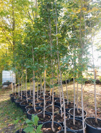 Maple Trees for Sale 12ft $250