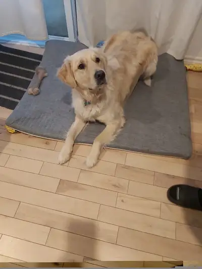 Golden Rottreiver, View more