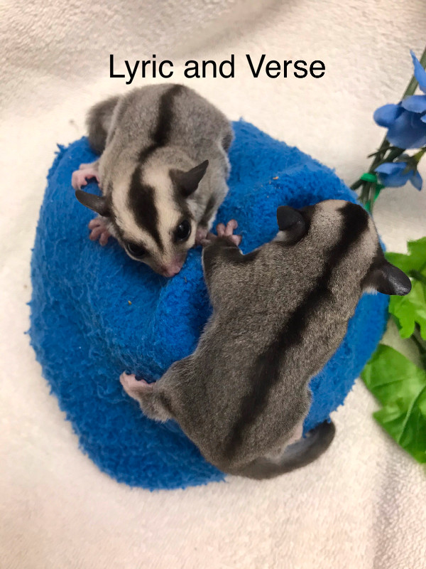 Sugar Glider Joeys in Small Animals for Rehoming in Winnipeg - Image 2