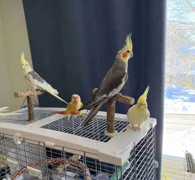 Bird Sitting / Bird Boarding in Markham, View more