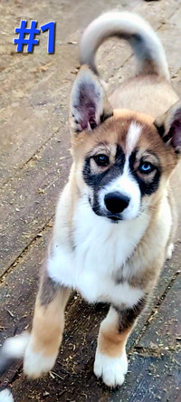 Fancy husky pups-each with a blue eye