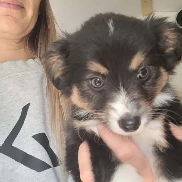 Toy/Mini Australian Shepard puppies in Dogs & Puppies for Rehoming in Dawson Creek - Image 6