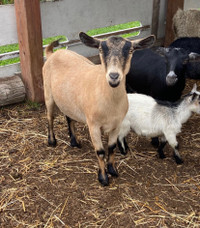 4 nanny goats for sale 