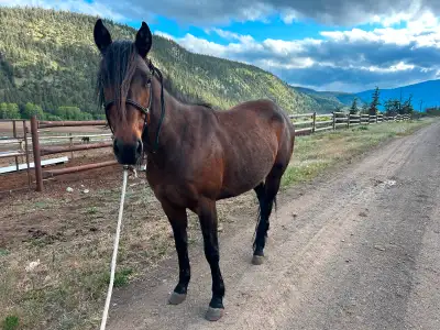 Five year old bay mare, View more