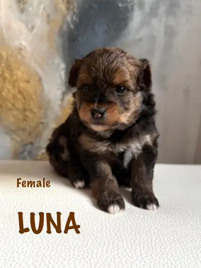 Adorable Pomapoos, View more