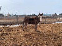 Donkey for sale