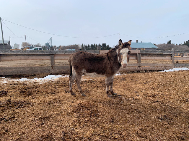 Donkey for sale in Livestock in Lloydminster