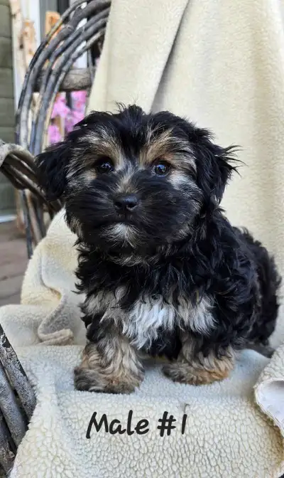 Morkie pups, View more