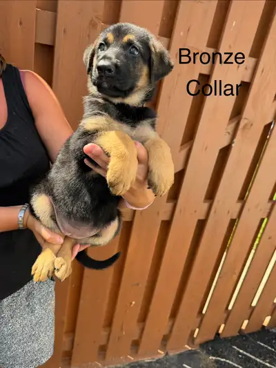 READY TO GO ! PURBRED  GERMAN SHEPHERD PUPS, View more
