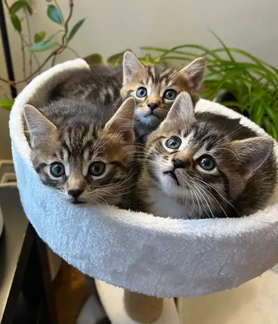 Bengal mix kitten, View more