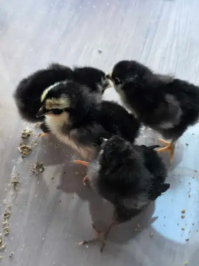 Baby Chicks , View more