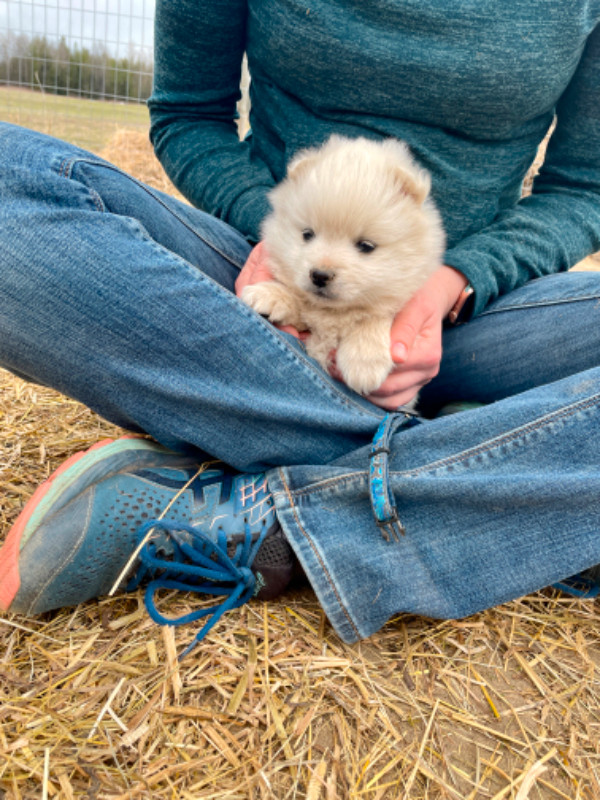 American Eskimo Puppies For Sale in Dogs & Puppies for Rehoming in Prince George - Image 3
