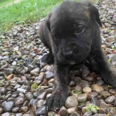 Cane Corso Pups, View more