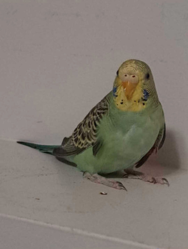 budgie for sale in Birds for Rehoming in Saskatoon