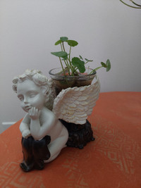 Life plant - Marsh Pennywort with angel holder