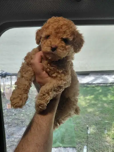 very tiny female toy poodle puppy , View more