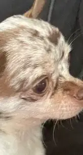 3 year old micro chihuahua female , View more