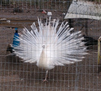 10 Peacocks for sale