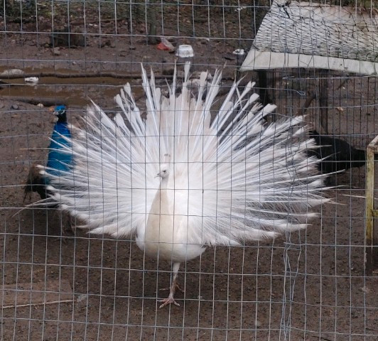 10 Peacocks for sale in Birds for Rehoming in Campbell River