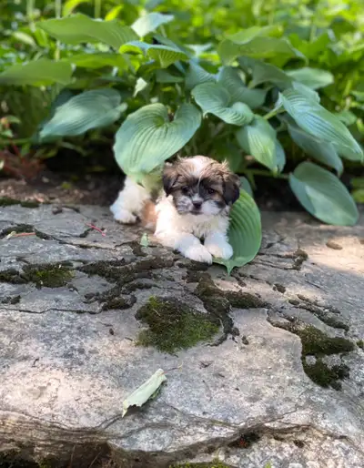Snuggly Malshi puppies, View more