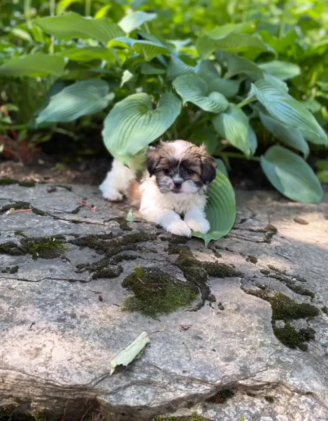 Snuggly Malshi puppies in Dogs & Puppies for Rehoming in Kitchener / Waterloo - Image 2